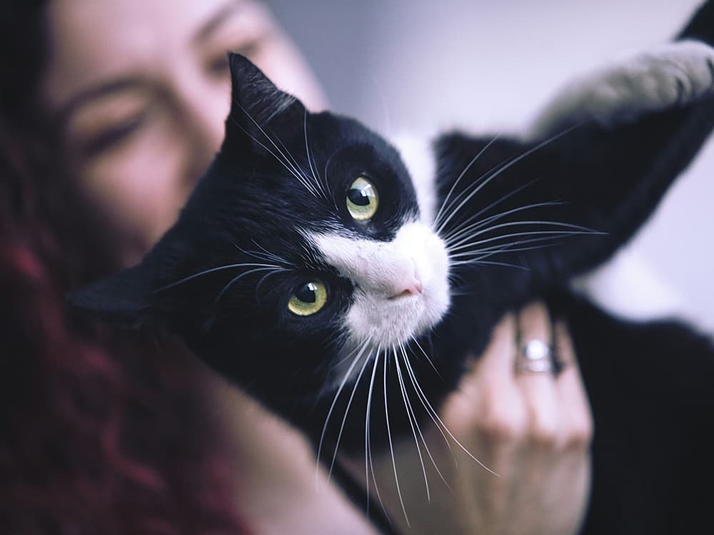 mladen-milicevic-HElUzlV3erE-unsplash Woman and cat