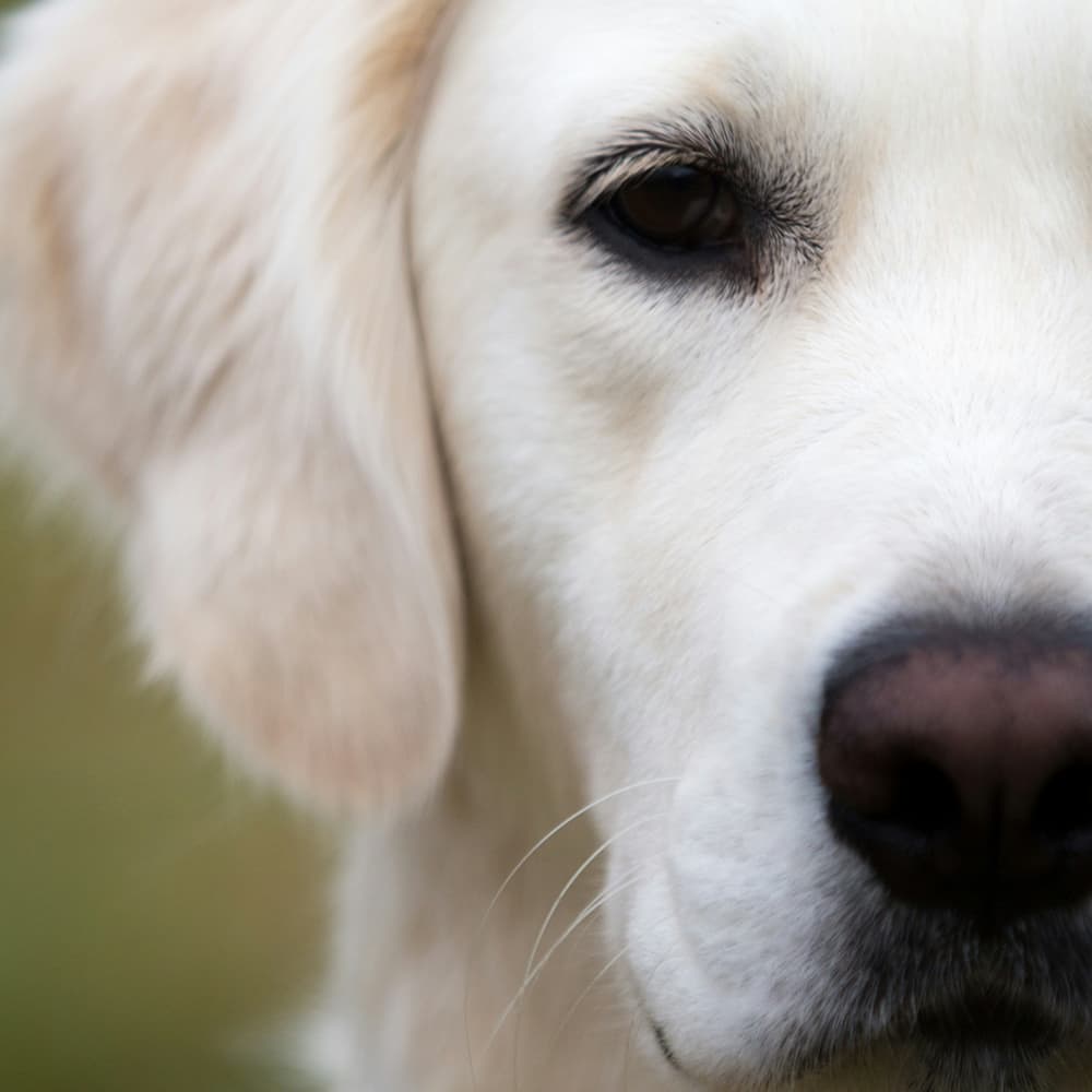 robert-koorenny-rhH4DnfBwJo-unsplash Dog's face