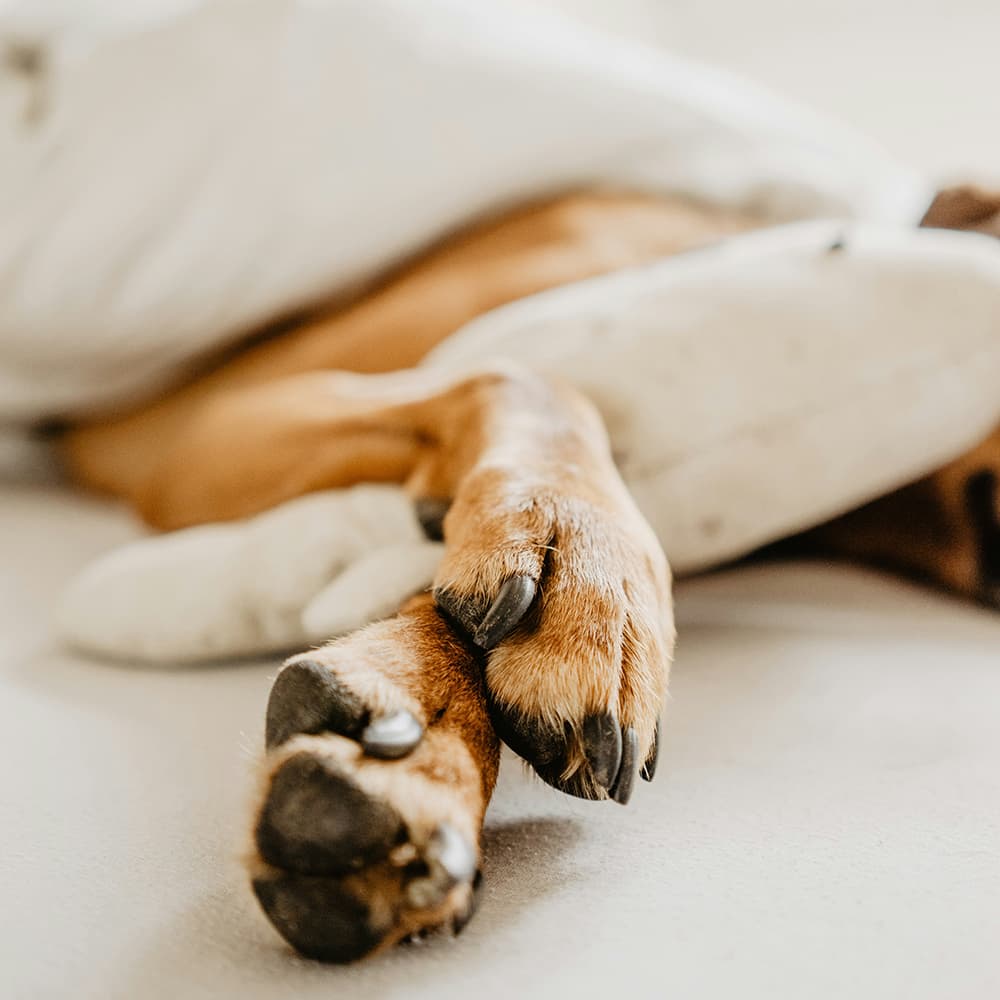 ruby-schmank-rPC4QnaPqQ0-unsplash Dog sleeping
