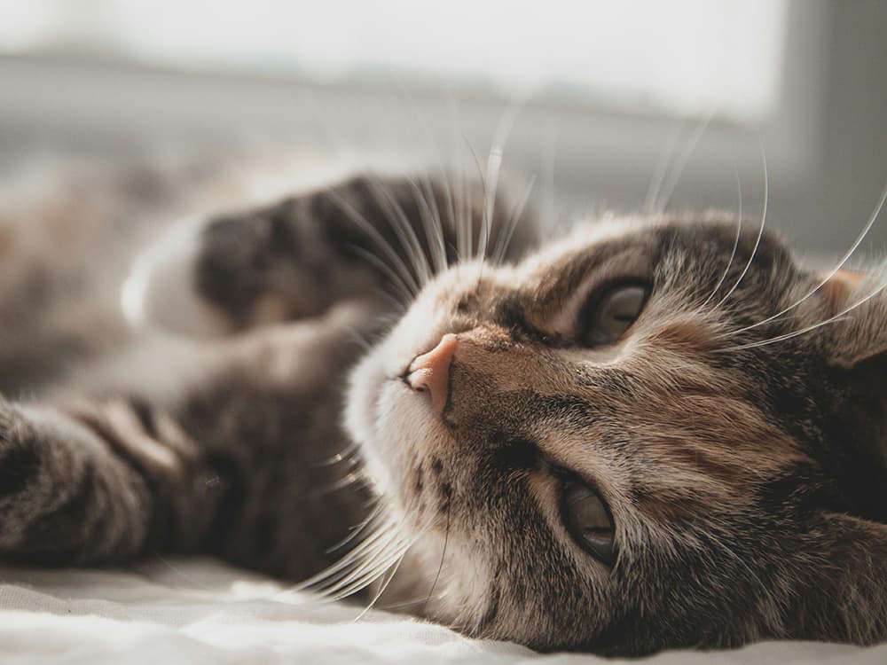 zeke-tucker-gSSK4u8yPpM-unsplash Cat laying down